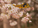 Flowerclimbers in troubl