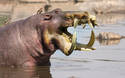 Hippo Skull River