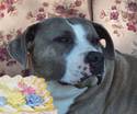 Cake Dog - GIF