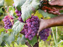 Harvest time