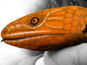 Orange Snake