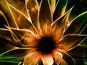 sun flower