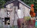 Farmer's Shack