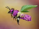 Berry Bee