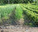 vegetable garden